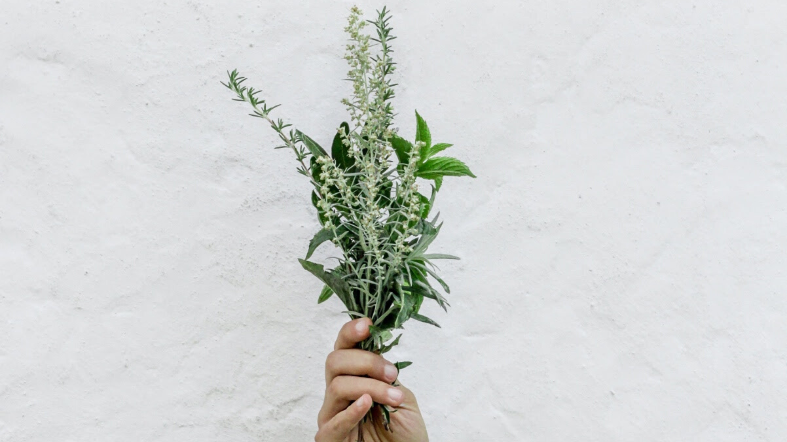 hand holding botanicals