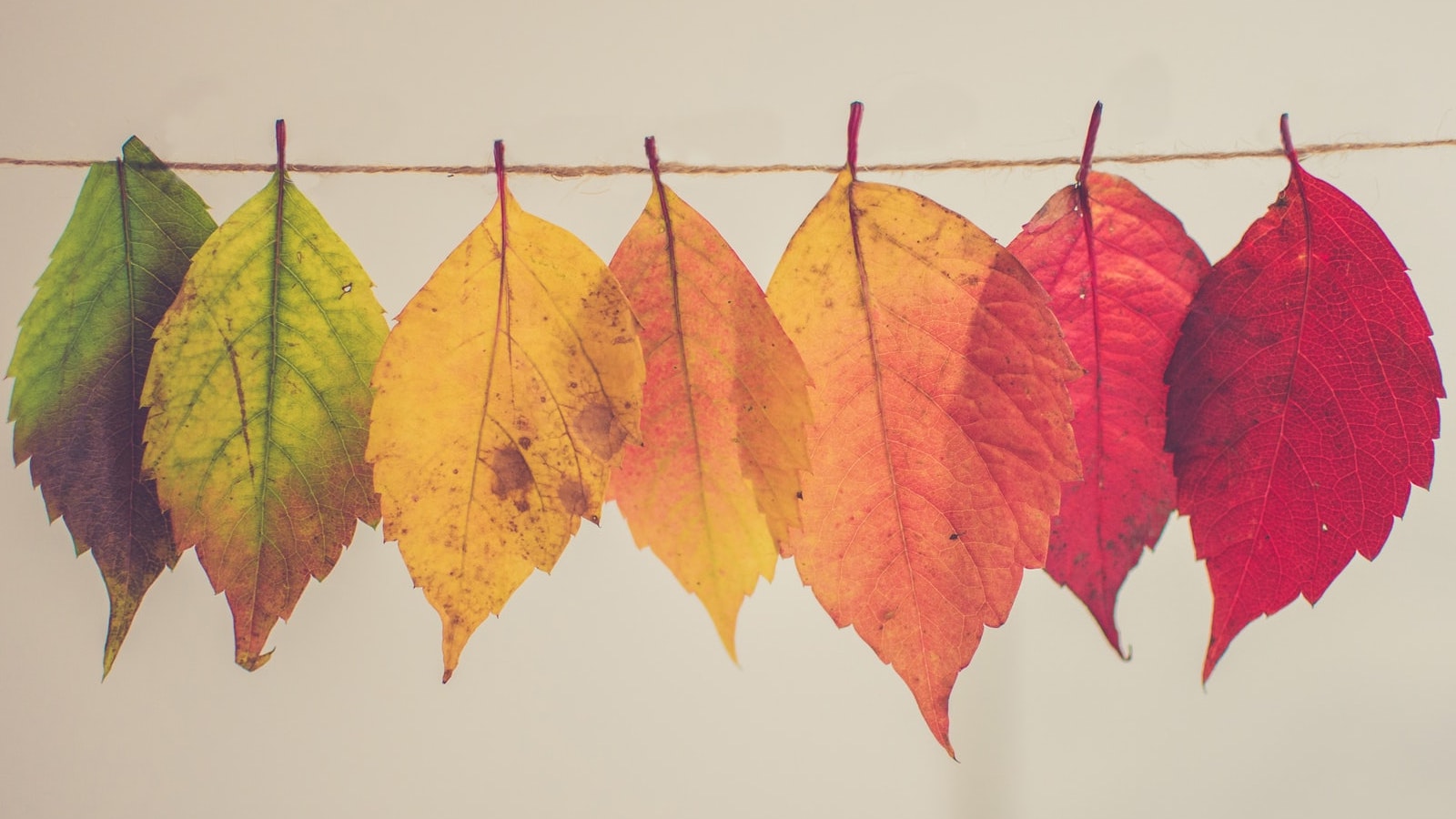 leaves changing color